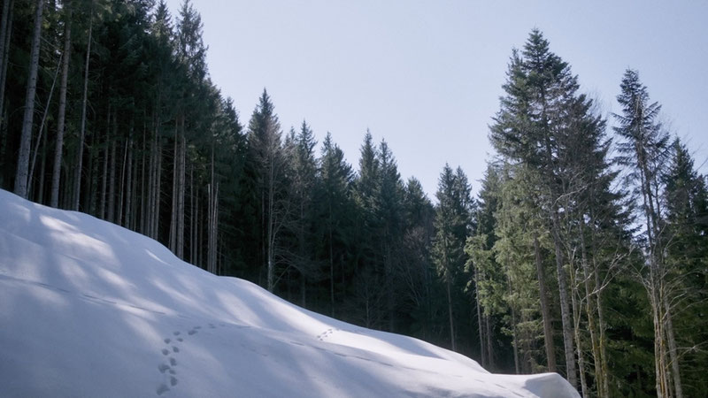 "Bürglkopf" im Opus Bonum Wettbewerb des Jihlava IDFF